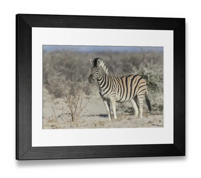 Framed Print : Plains Zebra -Equus quagga-, Etosha National Park, Namibia