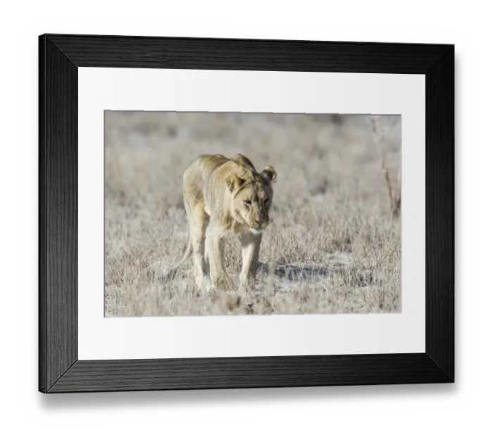 Framed Print : Lion -Panthera leo-, Etosha National Park, Namibia Framed Print : Lion -Panthera leo-, Etosha National Park, Namibia