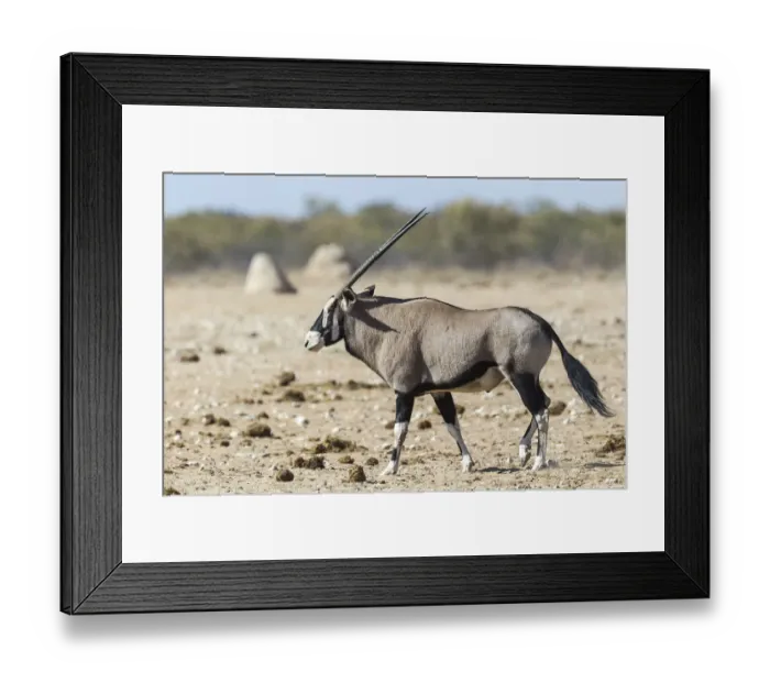 Framed Print : Gemsbok -Oryx gazella-, Etosha National Park, Namibia Framed Print : Gemsbok -Oryx gazella-, Etosha National Park, Namibia
