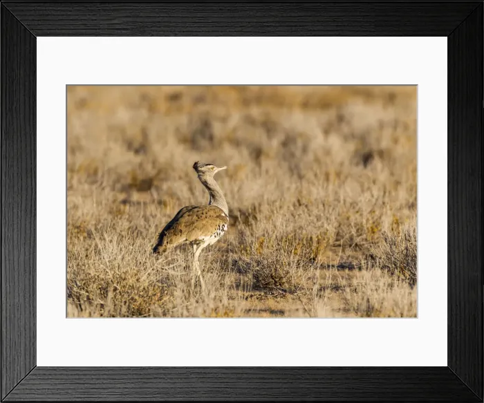 Framed Print : Kori Bustard -Ardeotis kori-, Etosha National Park, Namibia Framed Print : Kori Bustard -Ardeotis kori-, Etosha National Park, Namibia