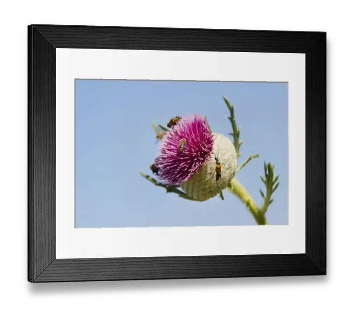 Framed Print : Woolly Thistle -Cirsium eriophorum-, inflorescence with insects, Thuringia, Germany Framed Print : Woolly Thistle -Cirsium eriophorum-, inflorescence with insects, Thuringia, Germany