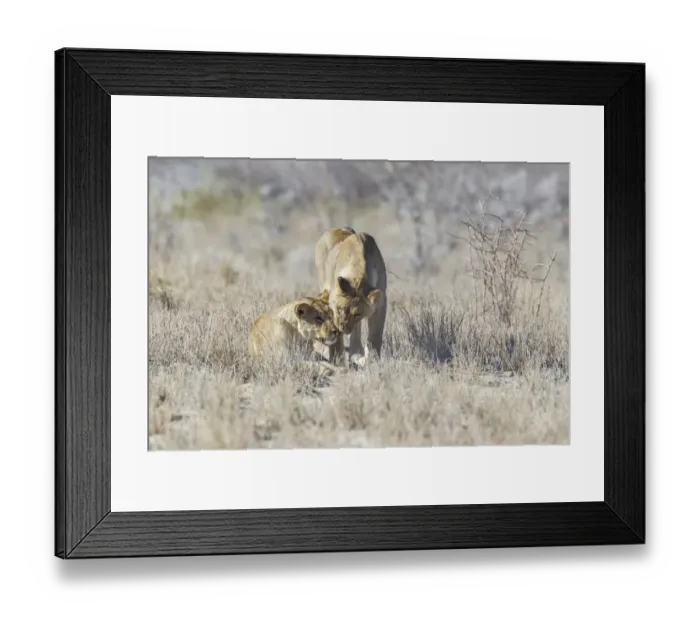 Framed Print : Lion -Panthera leo-, Etosha National Park, Namibia Framed Print : Lion -Panthera leo-, Etosha National Park, Namibia