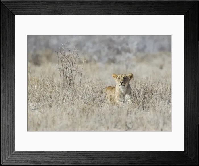 Framed Print : Lion -Panthera leo-, Etosha National Park, Namibia Framed Print : Lion -Panthera leo-, Etosha National Park, Namibia
