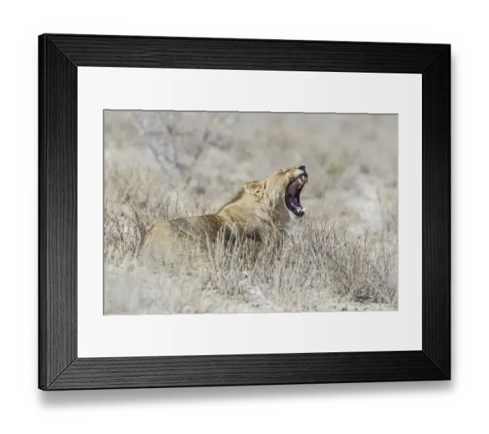 Framed Print : Lion -Panthera leo- yawning, Etosha National Park, Namibia Framed Print : Lion -Panthera leo- yawning, Etosha National Park, Namibia
