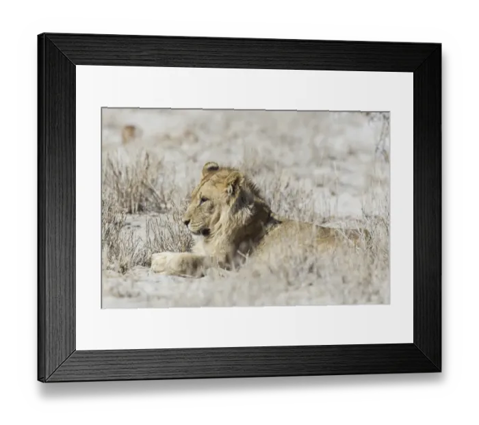 Framed Print : Lion -Panthera leo-, male, Etosha National Park, Namibia Framed Print : Lion -Panthera leo-, male, Etosha National Park, Namibia
