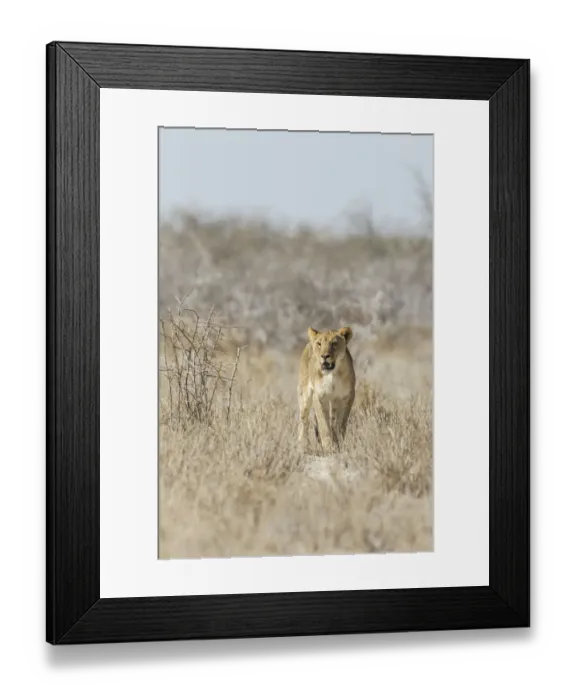 Framed Print : Lion -Panthera leo-, male, Etosha National Park, Namibia Framed Print : Lion -Panthera leo-, male, Etosha National Park, Namibia