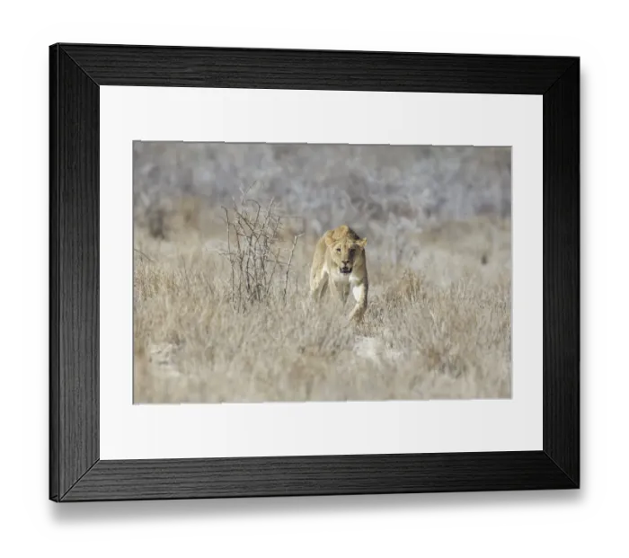 Framed Print : Lion -Panthera leo-, Etosha National Park, Namibia Framed Print : Lion -Panthera leo-, Etosha National Park, Namibia