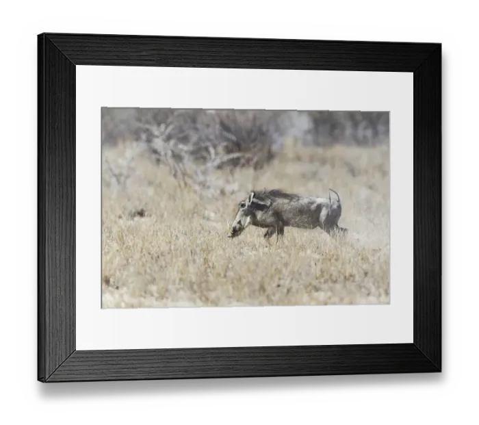 Framed Print : Warthog -Phacochoerus africanus-, Etosha National Park, Namibia Framed Print : Warthog -Phacochoerus africanus-, Etosha National Park, Namibia