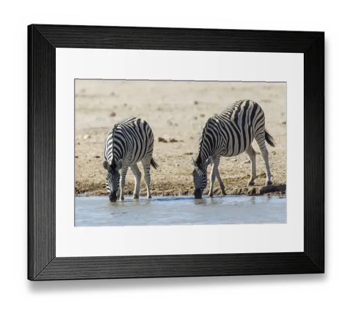 Framed Print : Plains zebras -Equus quagga- at the waterhole, Etosha National Park, Namibia Framed Print : Plains zebras -Equus quagga- at the waterhole, Etosha National Park, Namibia