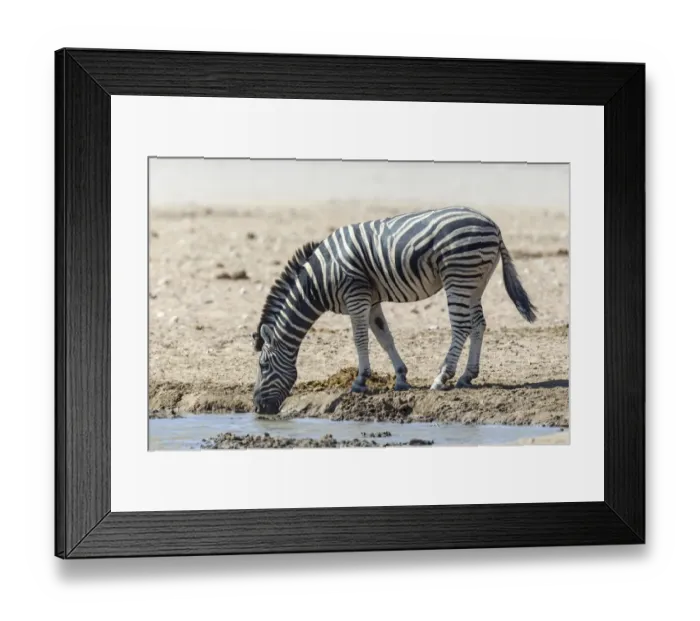 Framed Print : Plains Zebra -Equus quagga- at the waterhole, Etosha National Park, Namibia Framed Print : Plains Zebra -Equus quagga- at the waterhole, Etosha National Park, Namibia
