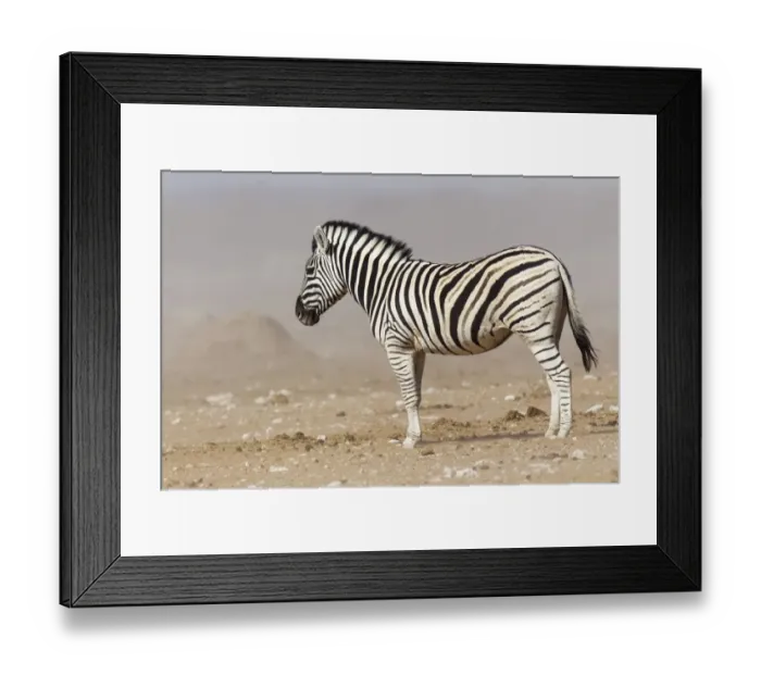 Framed Print : Plains Zebra -Equus quagga-, Etosha National Park, Namibia Framed Print : Plains Zebra -Equus quagga-, Etosha National Park, Namibia