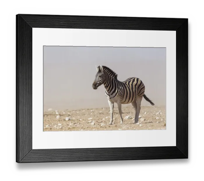 Framed Print : Plains Zebra -Equus quagga-, Etosha National Park, Namibia Framed Print : Plains Zebra -Equus quagga-, Etosha National Park, Namibia