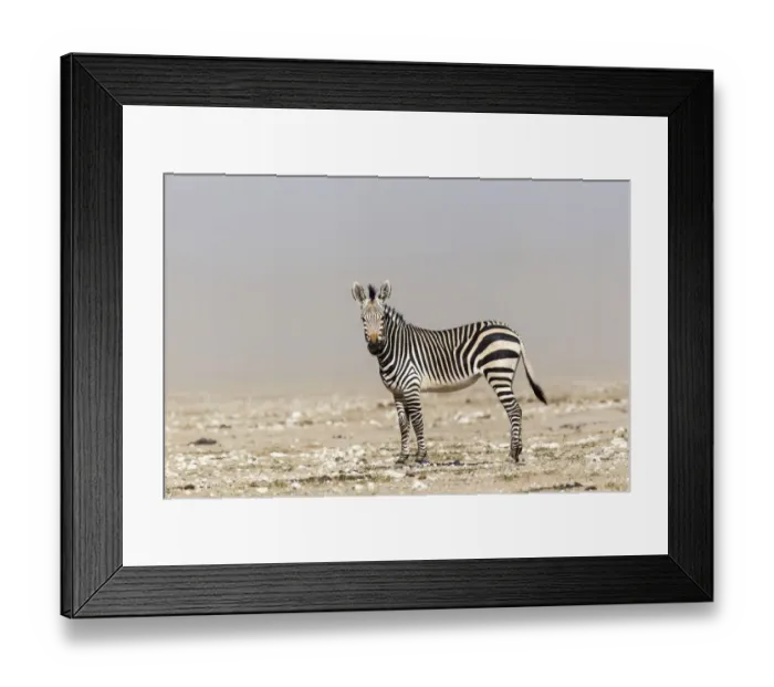 Framed Print : Mountain Zebra -Equus zebra-, Etosha National Park, Namibia Framed Print : Mountain Zebra -Equus zebra-, Etosha National Park, Namibia