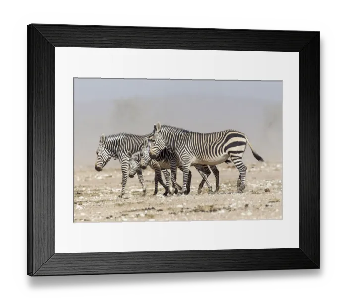 Framed Print : Mountain zebras -Equus zebra-, Etosha National Park, Namibia Framed Print : Mountain zebras -Equus zebra-, Etosha National Park, Namibia