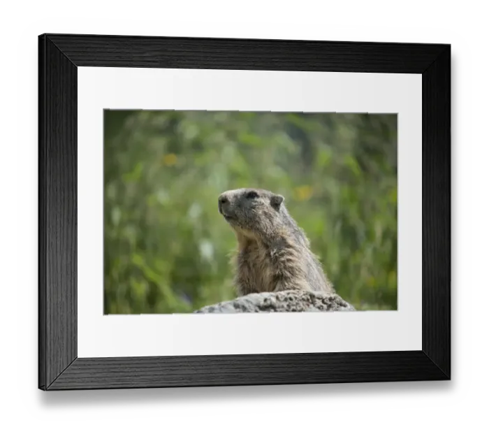 Framed Print : Alpine Marmot -Marmota marmota- on a stone, Dachstein, Bachlalm, Styria, Austria Framed Print : Alpine Marmot -Marmota marmota- on a stone, Dachstein, Bachlalm, Styria, Austria
