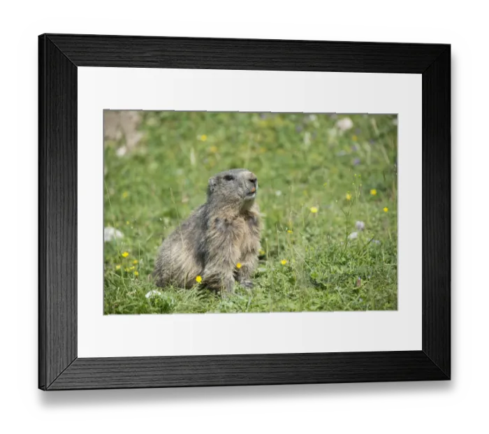Framed Print : Alpine Marmot -Marmota marmota- in a meadow, Dachstein, Bachlalm, Styria, Austria Framed Print : Alpine Marmot -Marmota marmota- in a meadow, Dachstein, Bachlalm, Styria, Austria