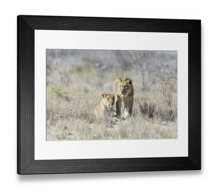 Framed Print : Lion -Panthera leo-, Etosha National Park, Namibia