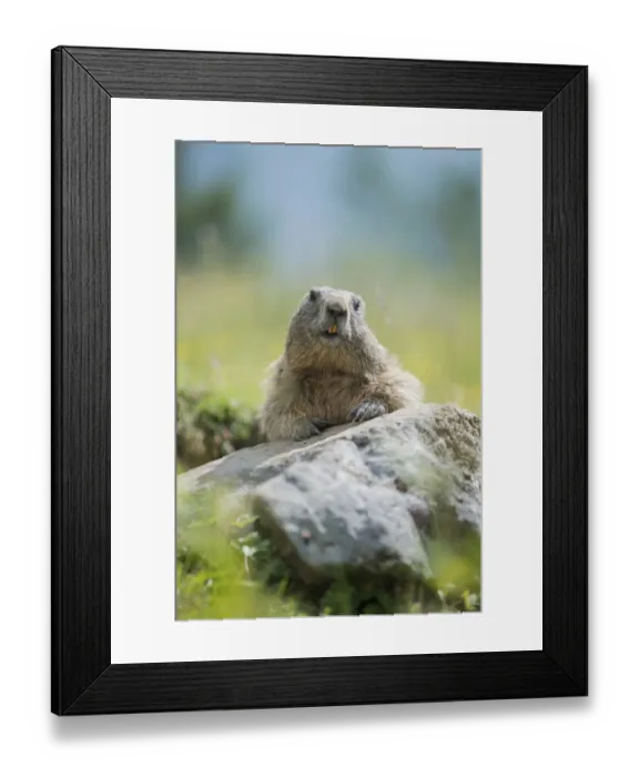 Framed Print : Alpine Marmot -Marmota marmota- on a rock, Dachstein Range, Styria, Austria Framed Print : Alpine Marmot -Marmota marmota- on a rock, Dachstein Range, Styria, Austria