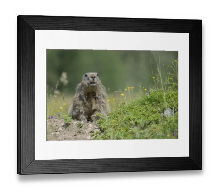 Framed Print : Alpine Marmot -Marmota marmota- looking out of its burrow, Dachstein Range, Styria, Austria Framed Print : Alpine Marmot -Marmota marmota- looking out of its burrow, Dachstein Range, Styria, Austria