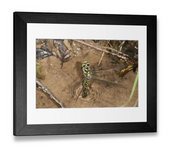 Framed Print : Sombre Goldenring -Cordulegaster bidentatus- laying eggs on the shore of a forest stream, Untergroningen, Abtsgmuend, Baden-Wurttemberg, Germany Framed Print : Sombre Goldenring -Cordulegaster bidentatus- laying eggs on the shore of a forest stream, Untergroningen, Abtsgmuend, Baden-Wurttemberg, Germany