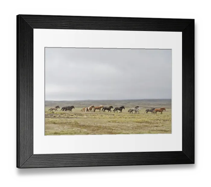 Framed Print : Herd of Icelandic horses galloping across barren land, tundra, near Hveravelir, Kjoelur, Highlands, Iceland Framed Print : Herd of Icelandic horses galloping across barren land, tundra, near Hveravelir, Kjoelur, Highlands, Iceland