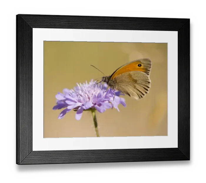 Framed Print : Small Heath -Coenonympha pamphilus- sucking nectar, Thuringia, Germany Framed Print : Small Heath -Coenonympha pamphilus- sucking nectar, Thuringia, Germany