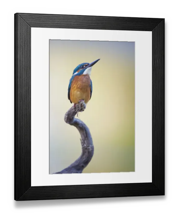 Framed Print : Kingfisher -Alcedo atthis-, young bird on perch, Middle Elbe, Saxony-Anhalt, Germany