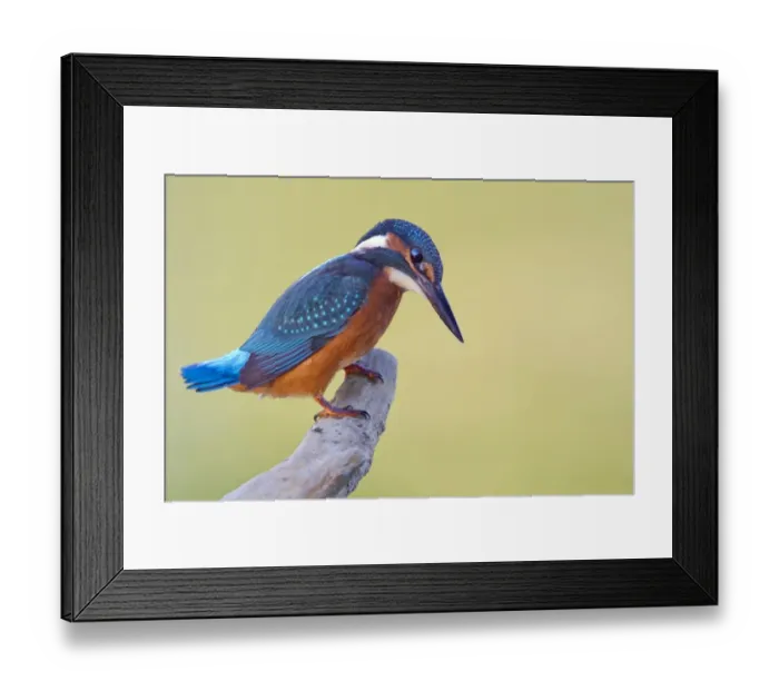 Framed Print : Kingfisher -Alcedo atthis-, young bird, Middle Elbe, Saxony-Anhalt, Germany Framed Print : Kingfisher -Alcedo atthis-, young bird, Middle Elbe, Saxony-Anhalt, Germany