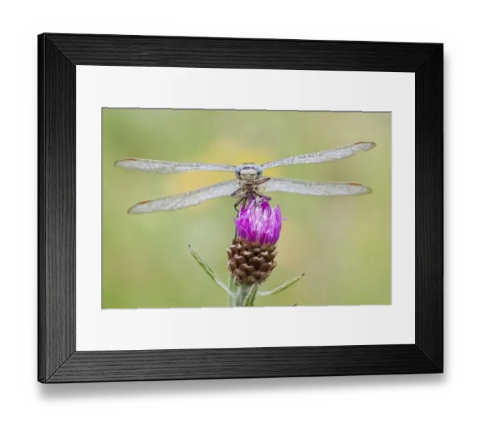 Framed Print : Western Clubtail -gomphus pulchellus- perched on Brown Knapweed -Centaurea jacea-, North Hesse, Hesse, Germany Framed Print : Western Clubtail -gomphus pulchellus- perched on Brown Knapweed -Centaurea jacea-, North Hesse, Hesse, Germany