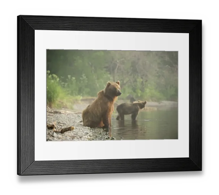 Framed Print : Brown Bears -Ursus arctos-, adult female with young, on the lakeshore in the early morning, Kurile Lake, Kamchatka Peninsula, Russia Framed Print : Brown Bears -Ursus arctos-, adult female with young, on the lakeshore in the early morning, Kurile Lake, Kamchatka Peninsula, Russia