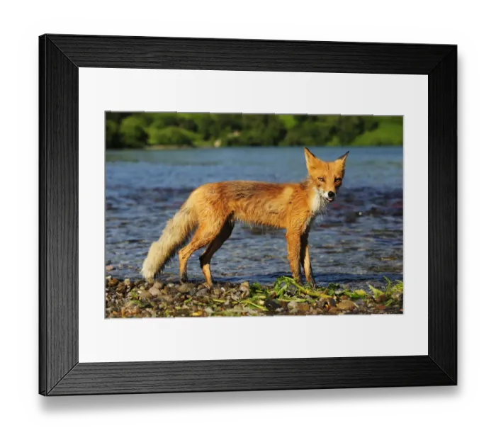 Framed Print : Red Fox -Vulpes vulpes- on the lakeshore in the evening light, Kurile Lake, Kamchatka Peninsula, Russia
