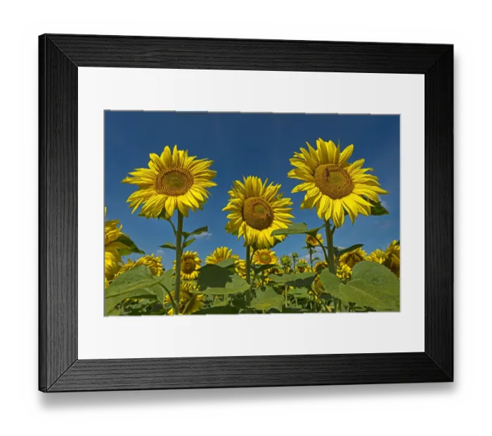 Framed Print : Sunflowers -Helianthus annuus- Framed Print : Sunflowers -Helianthus annuus-