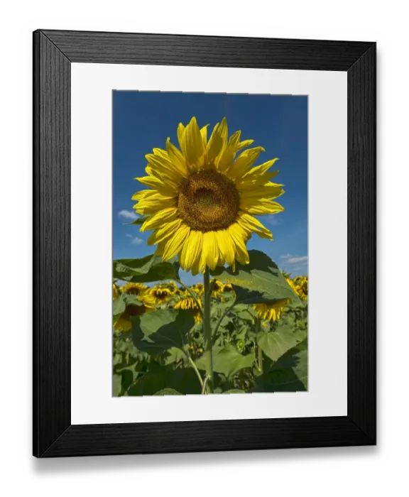 Framed Print : Sunflowers -Helianthus annuus-