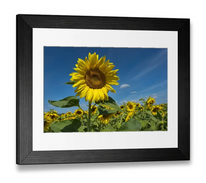 Framed Print : Sunflowers -Helianthus annuus- Framed Print : Sunflowers -Helianthus annuus-