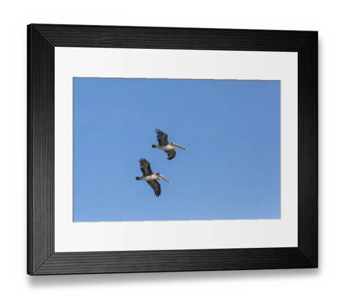 Framed Print : Brown Pelicans -Pelecanus occidentalis-, California, United States Framed Print : Brown Pelicans -Pelecanus occidentalis-, California, United States