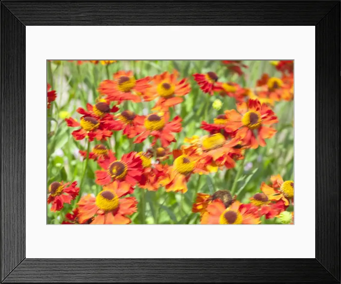 Framed Print : Common sneezeweed, Large-flowered Sneezeweed -Helenium autumnale-, United Kingdom Framed Print : Common sneezeweed, Large-flowered Sneezeweed -Helenium autumnale-, United Kingdom