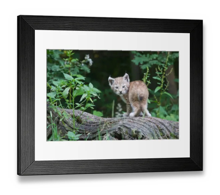 Framed Print : Young Eurasian Lynx -Lynx lynx- standing on a tree trunk, captive, Tierpark Sababurg, Hofgeismar, Hesse, Germany Framed Print : Young Eurasian Lynx -Lynx lynx- standing on a tree trunk, captive, Tierpark Sababurg, Hofgeismar, Hesse, Germany