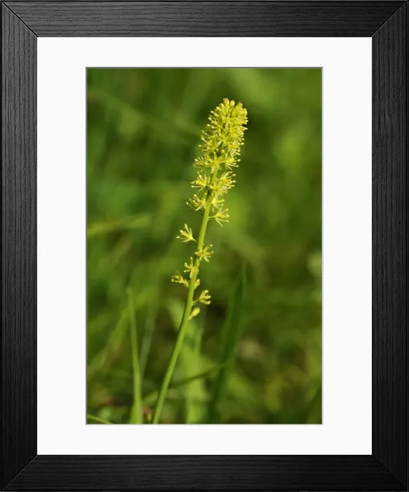 Framed Print : Alpine Asphodel -Tofieldia calyculata-, Ramsau bei Berchtesgaden, Berchtesgadener Land District, Upper Bavaria, Bavaria, Germany Framed Print : Alpine Asphodel -Tofieldia calyculata-, Ramsau bei Berchtesgaden, Berchtesgadener Land District, Upper Bavaria, Bavaria, Germany