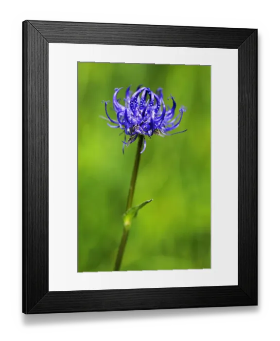 Framed Print : Round-headed Rampion or Pride of Sussex -Phyteuma orbiculare-, Ramsau bei Berchtesgaden, Berchtesgadener Land District, Upper Bavaria, Bavaria, Germany Framed Print : Round-headed Rampion or Pride of Sussex -Phyteuma orbiculare-, Ramsau bei Berchtesgaden, Berchtesgadener Land District, Upper Bavaria, Bavaria, Germany