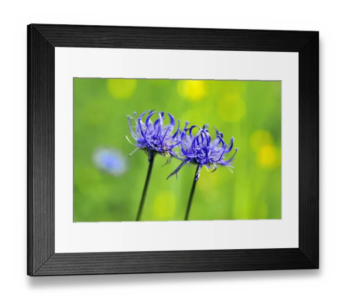 Framed Print : Round-headed Rampion or Pride of Sussex -Phyteuma orbiculare-, Ramsau bei Berchtesgaden, Berchtesgadener Land District, Upper Bavaria, Bavaria, Germany Framed Print : Round-headed Rampion or Pride of Sussex -Phyteuma orbiculare-, Ramsau bei Berchtesgaden, Berchtesgadener Land District, Upper Bavaria, Bavaria, Germany