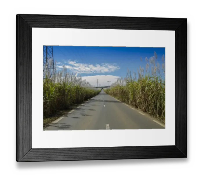 Framed Print : Road along sugar cane fields, Mauritius Framed Print : Road along sugar cane fields, Mauritius