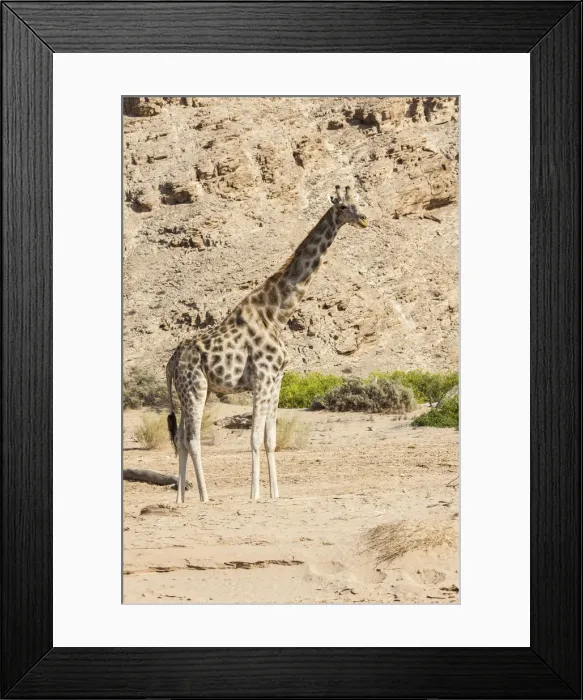 Framed Print : Giraffe -Giraffa camelopardalis-, tributary of the Hoanib, ephemeral seasonal river, Kaokoland, Namibia Framed Print : Giraffe -Giraffa camelopardalis-, tributary of the Hoanib, ephemeral seasonal river, Kaokoland, Namibia