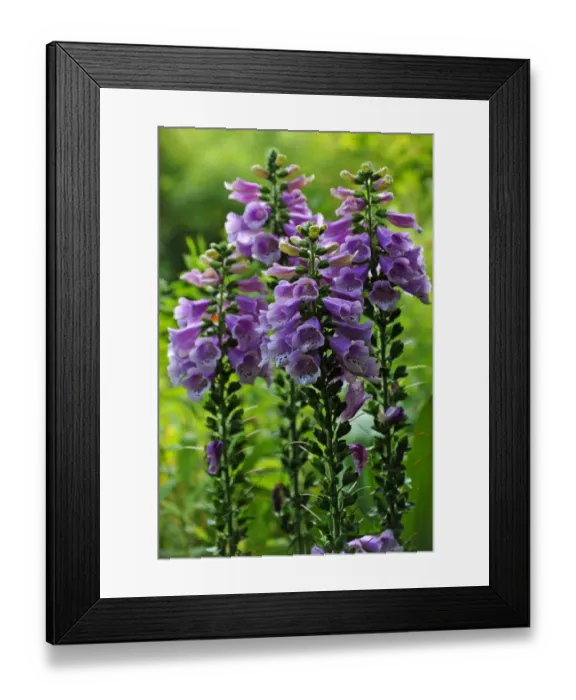 Framed Print : Blooming Foxglove -Digitalis purpurea-, Middle Franconia, Bavaria, Germany Framed Print : Blooming Foxglove -Digitalis purpurea-, Middle Franconia, Bavaria, Germany