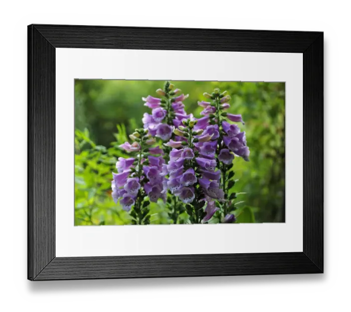 Framed Print : Blooming Foxglove -Digitalis purpurea-, Middle Franconia, Bavaria, Germany Framed Print : Blooming Foxglove -Digitalis purpurea-, Middle Franconia, Bavaria, Germany