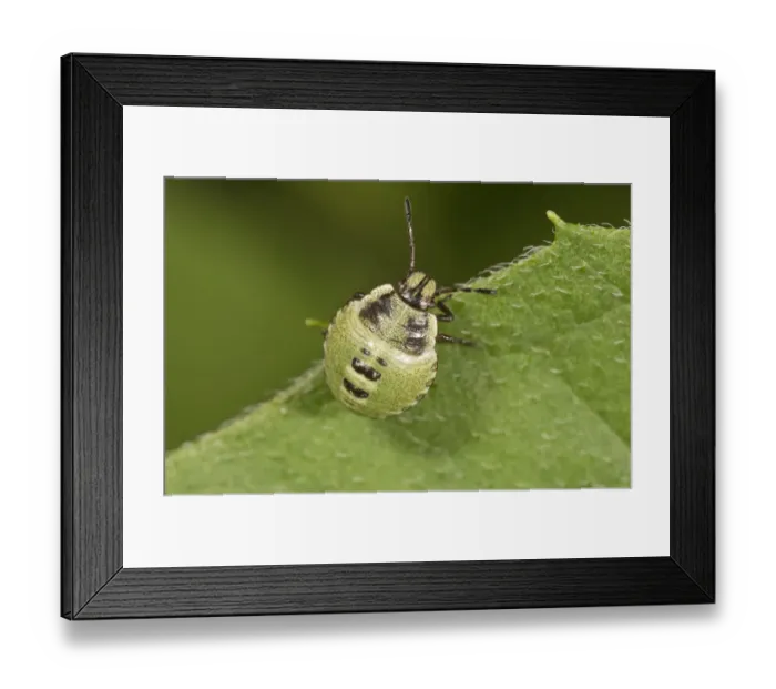 Framed Print : Common Green Shieldbug -Palomena prasina-, larva, Untergroningen, Abtsgmuend, Baden-Wurttemberg, Germany