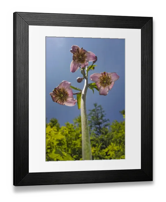Framed Print : Turks cap lily -Lilium martagon-, Burg, Lower Austria, Austria Framed Print : Turks cap lily -Lilium martagon-, Burg, Lower Austria, Austria