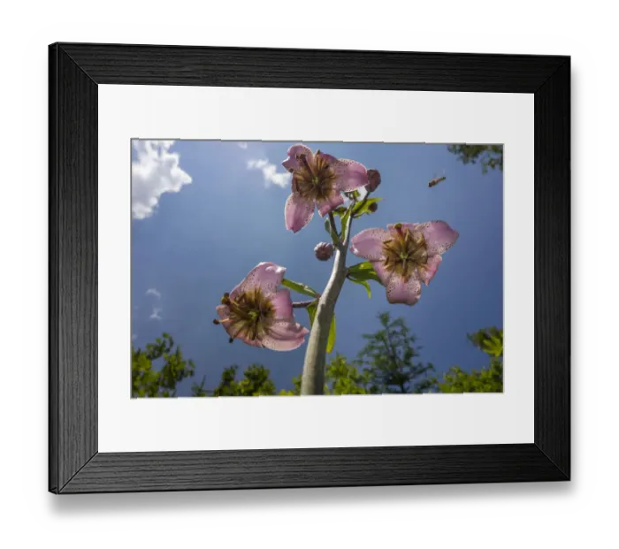 Framed Print : Turks cap lily -Lilium martagon-, Burg, Lower Austria, Austria