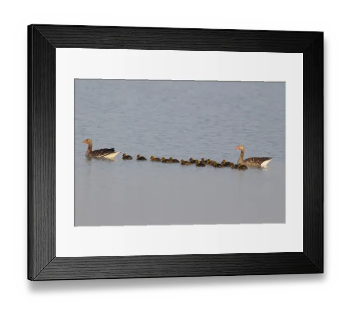 Framed Print : Greylag Geese -Anser anser-, swimming pair with chicks, Illmitz, Burgenland, Austria