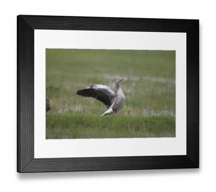 Framed Print : Greylag Goose -Anser anser- flapping its wings, Holle, Illmitz, Burgenland, Austria Framed Print : Greylag Goose -Anser anser- flapping its wings, Holle, Illmitz, Burgenland, Austria