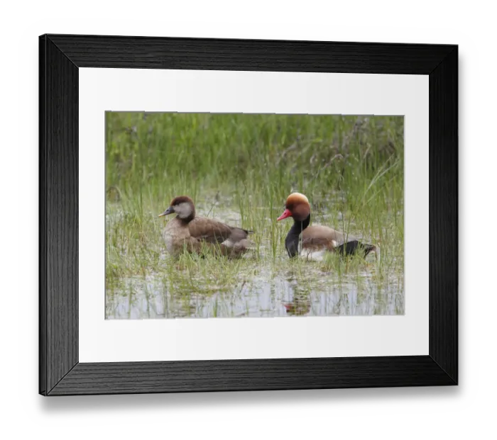 Framed Print : Common Pochards -Netta Rufina-, couple standing in shallow water, Holle, Illmitz, Burgenland, Austria Framed Print : Common Pochards -Netta Rufina-, couple standing in shallow water, Holle, Illmitz, Burgenland, Austria